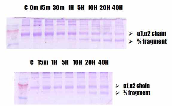 시간에 따른 MMP-1에 의한 collagen의 분해 (위)와 HPX Inhibitor #2 처리시의 시간에 따른 MMP-1에 의한 collagen의 분해(아래)