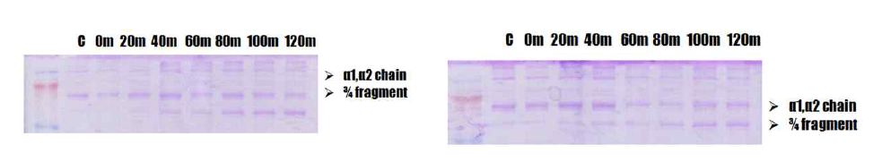 2시간 이전에서의 MMP-1에 의한 collagen의 분해 (좌)와 HPX Inhibitor #2 처리시의 시간에 따른 MMP-1에 의한 collagen의 분해(우)
