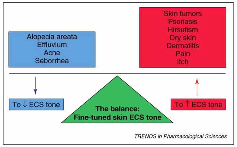 Cannabinoid receptor 활성 조절제의 피부 내 응용 분야