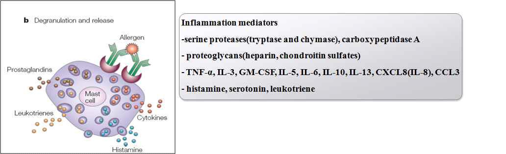 비만세포로부터 분비되는 염증반응 매개 물질의 예