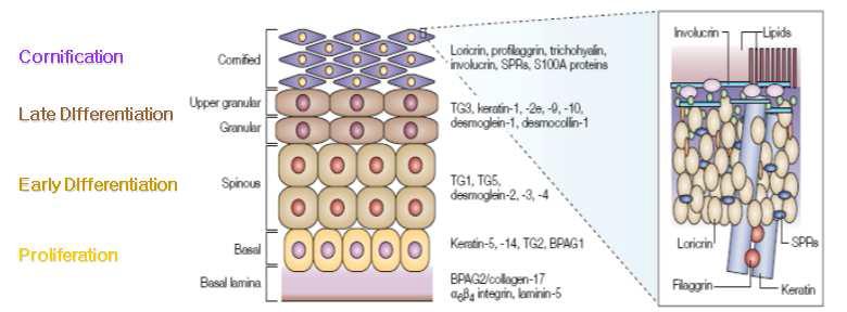 각질형성세포의 분화에 따른 단백질의 변화