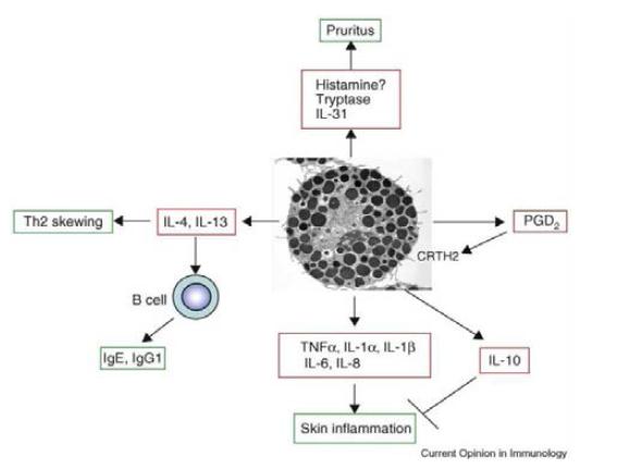 아토피에서 비만세포에 의한 반응