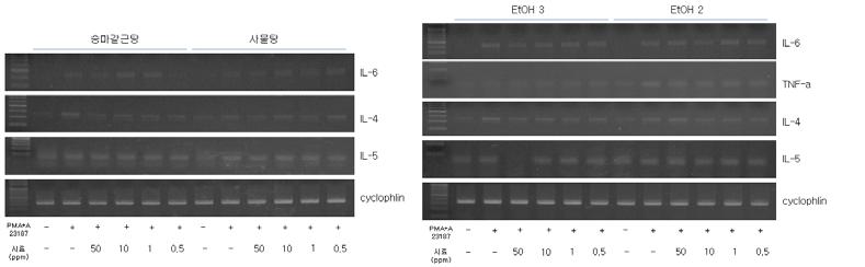 비만세포주에서 한방처방에 의한 염증성 사이토카인의 발현(RT-PCR)