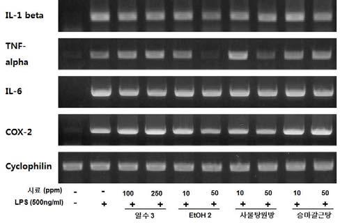 대식세포주에서 한방처방의 항염효과(RT-PCR)