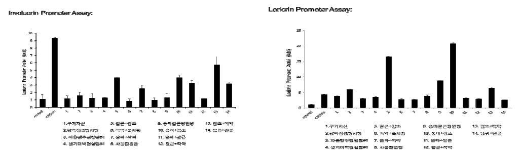 Involucrin/Loricrin promotor assay