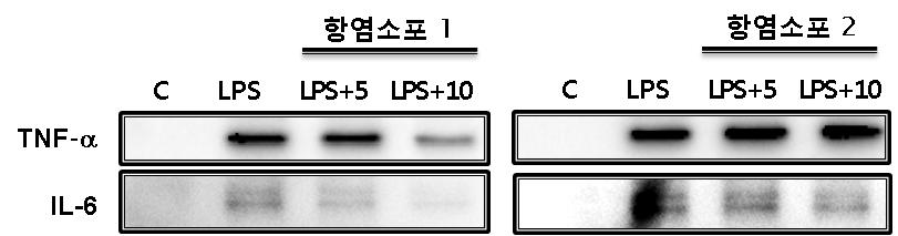 Raw 세포에서 약재가 염증인자의 발현에 미치는 영향