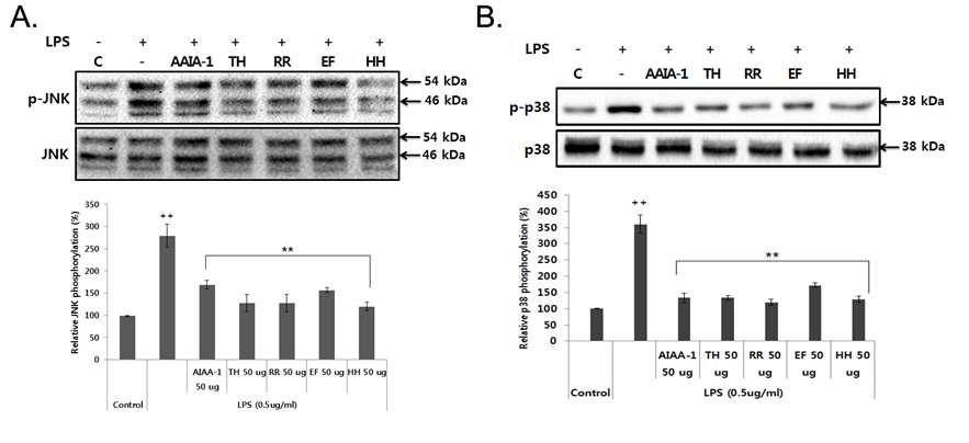 항염소포경험방1의 LPS에 의한 JNK, p38의 인산화 억제