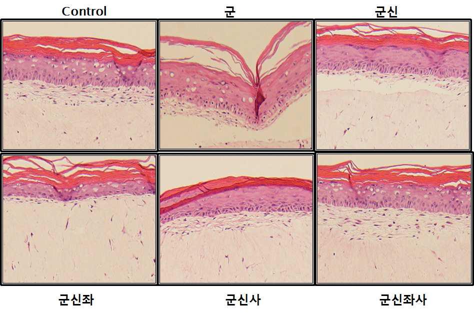 H & E staining of 3D skin layer after treatment of herbal extract