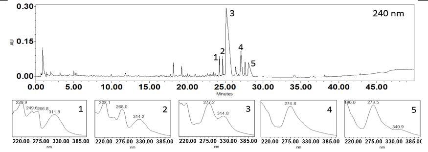 자윤방추경험방 1 열수 추출물의 UPLC 분석 자료와 peak 5개의 UV-spectra