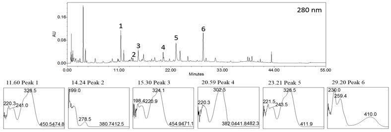 항염소포경험방 1 열수 추출물의 UPLC 분석 자료와 peak 6개의 UV-spectra