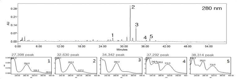 생기미백경험방 1 열수 추출물의 UPLC 분석 자료와 peak 5개의 UV-spectra