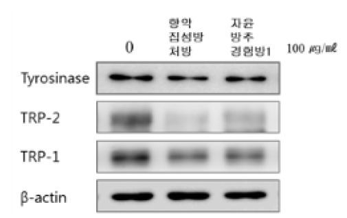 향약집성방처방과 자윤방추경험방1 이 멜라닌 생합성에 관여하는 단백질 발현에 미치는 영향