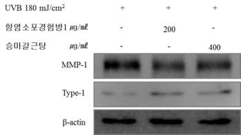 항주름 선정처방의 MMP-1 및 type-1 procollagen의 발현에 미치는 영향