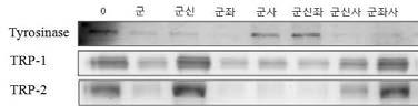 향약집성방간편방(향약집성경험방) 조합에 따른 멜라닌 생합성 관련 단백질 발현에 미치는 영향