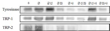 자윤방추경험방 1 조합에 따른 멜라닌 생합성 관련 단백질 발현에 미치는 영향