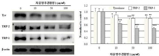 자윤방추경험방 1이 멜라닌 생합성 관련 단백질 발현에 미치는 영향