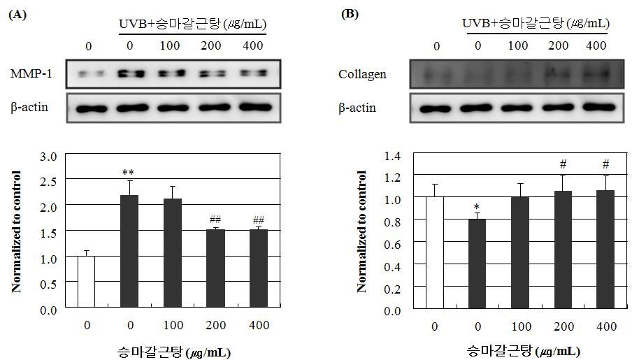 승마갈근탕 처방의 UVB 조사에 의한 Collagen 및 MMP-1 단백질 발현 변화