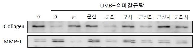 승마갈근탕 개별약재의 UVB 조사에 의한 Collagen 및 MMP-1 단백질 발현 변화