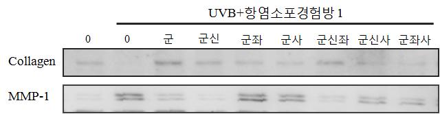 항염소포간편방 1 개별약재의 UVB 조사에 의한 Collagen 및 MMP-1 단백질 발현 변화