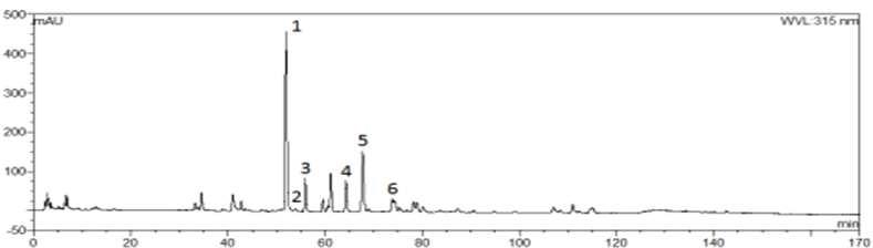 승마갈근탕의 UPLC 분석 자료