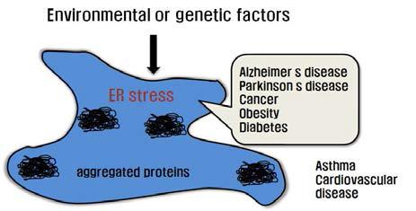 ER stress and diseases