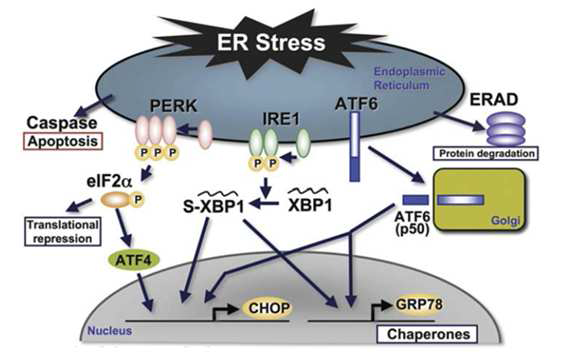 ER stress-regulated signal transduction