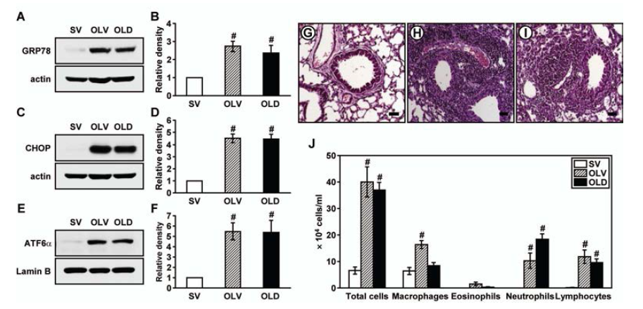 Effects of Dexamethasone in OVA-LPS mice