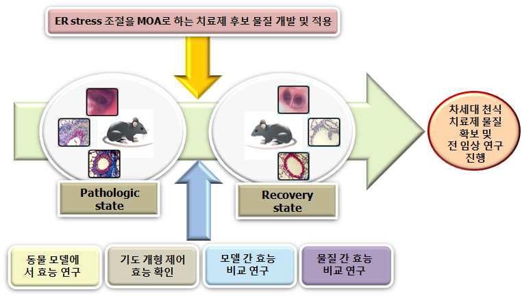 난치성 중증 천식 모델에서 ER stress 연구