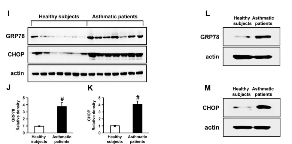 Expression of protein for GRP78 and CHOP in PBMCs and BALF isolated from asthmatic patients