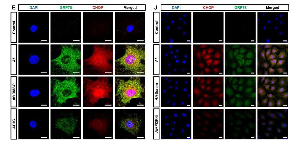 Expression of ER stress markers in Aspergillus fumigatus-induced allergic asthmatic mice