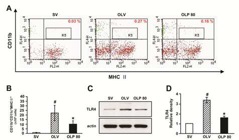 Inhibition of ER stress reduces TLR4 expression and DCs infiltration in lung tissues of OVA-LPS mice