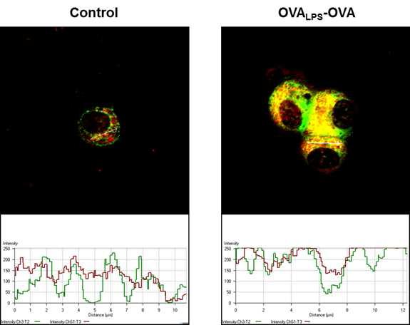 Conformational association of mitochondria and ER in OVA-LPS mice