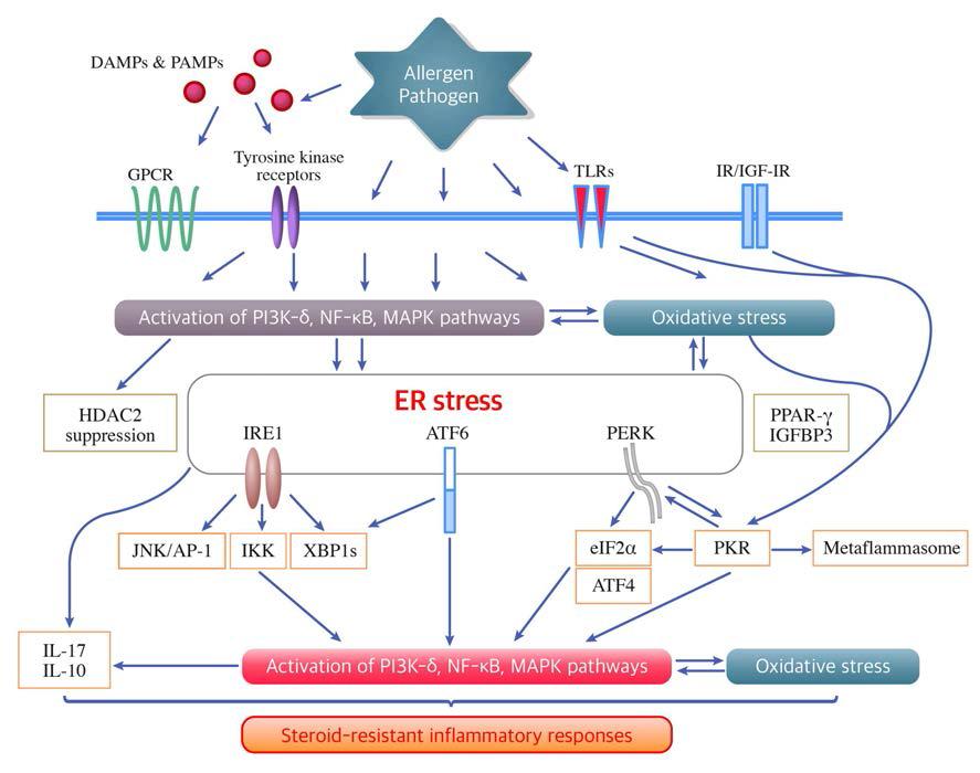 The role of ER stress/UPR pathways and the integrated signaling networks in steroid-resistant inflammatory responses