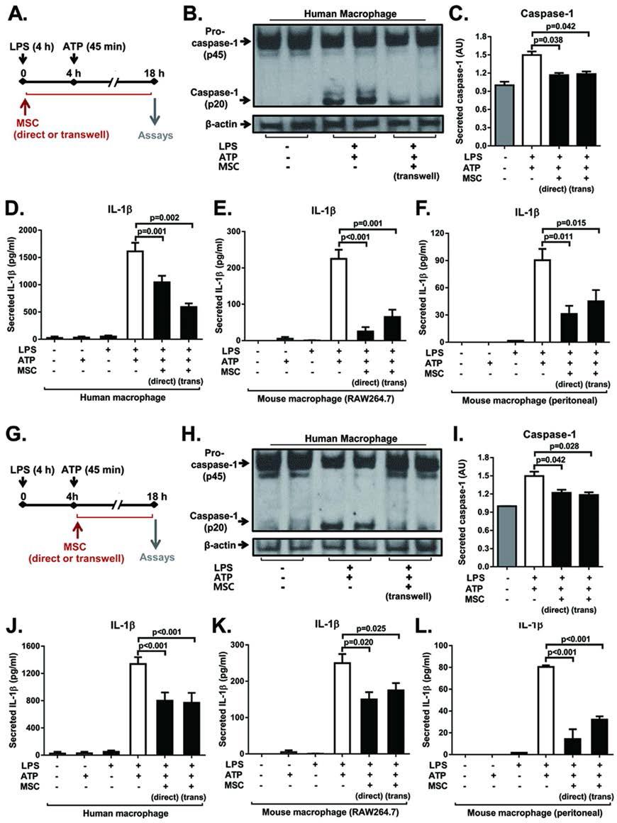 MSCs inhibited NLRP3 inflammasome-mediated caspase-1 activation and IL-1b secretion in macrophages.
