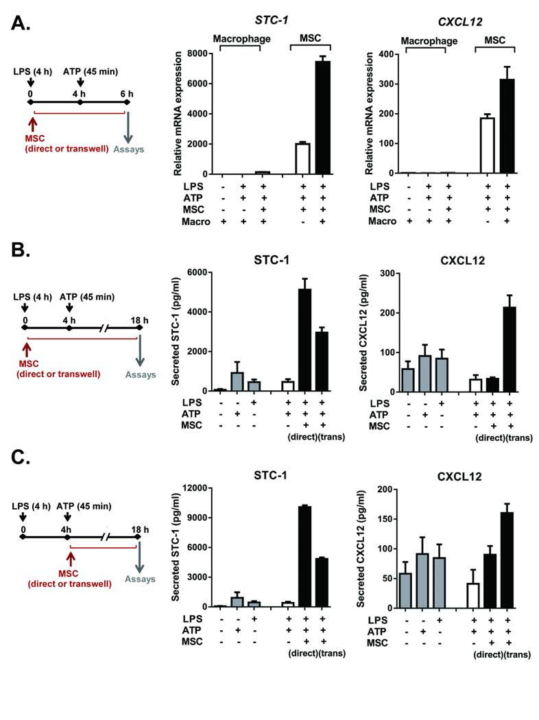 STC-1 inhibited NLRP3 inflammasome activation and ROS production in macrophages