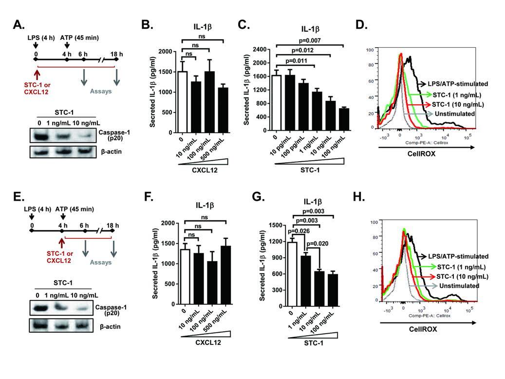 STC-1 inhibited NLRP3 inflammasome activation and ROS production in macrophages