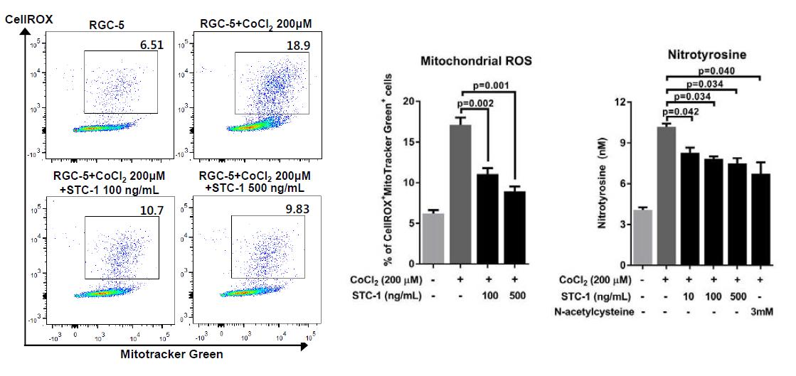 STC-1 inhibited ROS levels in RGC-5 cells exposed to CoCl2