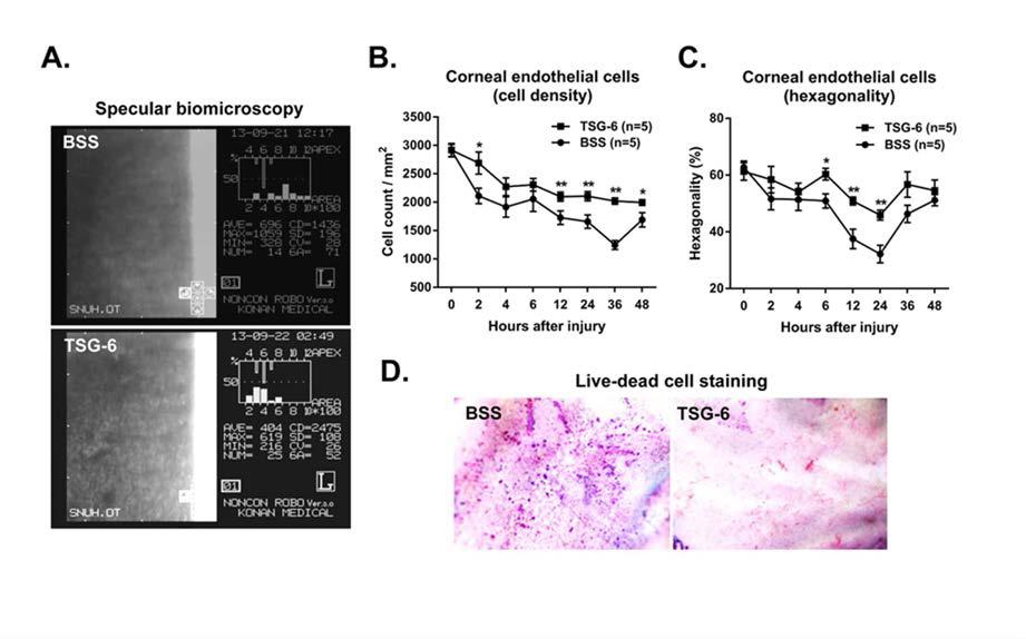 Effect of TSG-6 on corneal endothelial cells after transcorneal cryoinjury