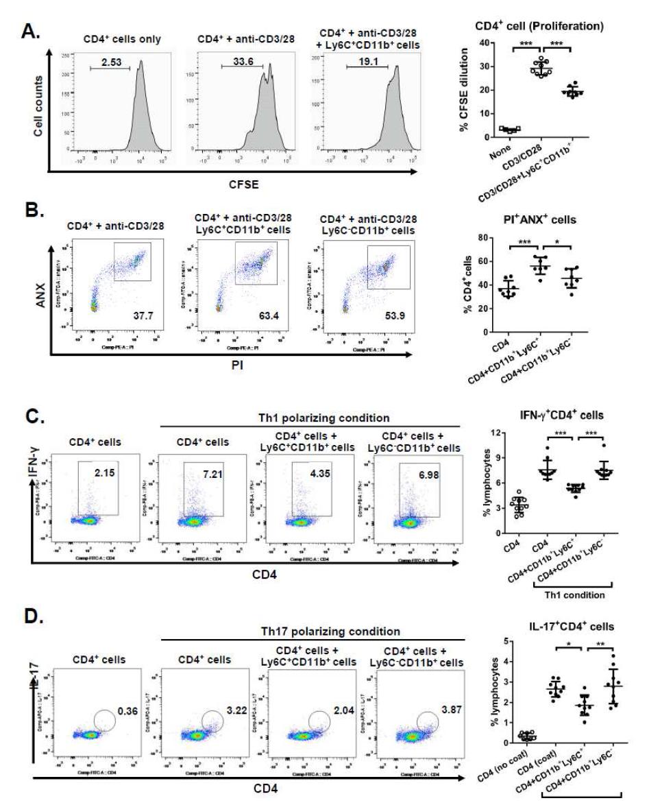 Impact of Ly6ChiCD11b+ cells induced by hMSCs on CD4+ T cells in vitro