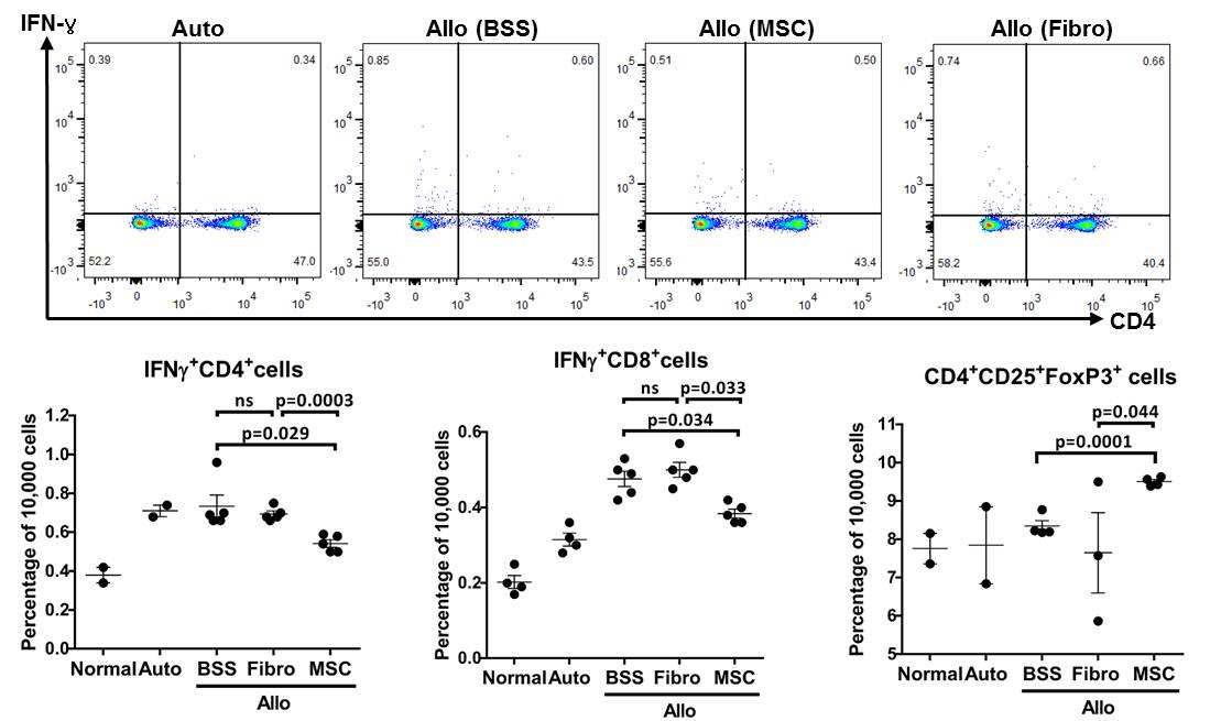 Intravenous injection of MSCs at days -7 and -3 significantly decreased the IFN-gamma expressing CD4 or CD8 T cells while increasing regulatory T cells in draining lymph nodes of mice that received corneal allografts. Injection of fibroblasts (Fibro) did not have the effect