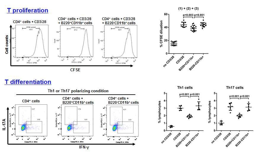 The co-culture of MHC IIhiB220+CD11bhi cells significantly inhibited proliferation of mouse blood-derived CD4 T cells and differentiation into Th1 or Th17 cells in vitro