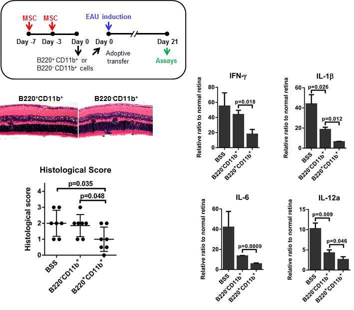 Adoptive transfer of MHC IIhiB220+CD11bhi cells inhibited development of EAU in mice