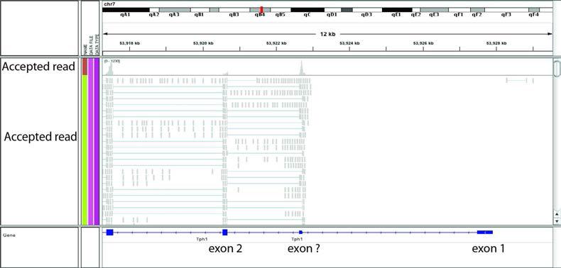 췌장소도 RNA를 이용한 mRNA-seq 결과중 Tph1의 mapping 결과