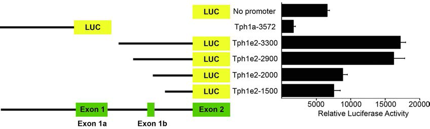 Tph1의 exon 1a와 exon 2 앞쪽부위의 프로모터 활성을 Min6 세포에서 측정