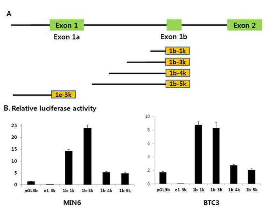 Tph1의 exon 1a와 exon 1b 앞쪽부위의 프로모터 활성을 MIN6와 BTC3 세포주에서 측정