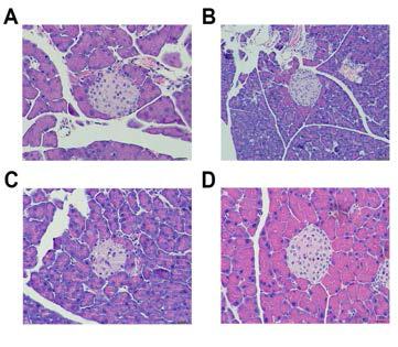 MIP-Cre founder 췌장 islet H&E staining