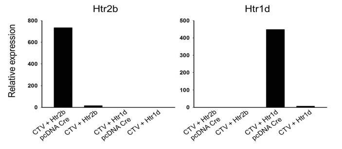 HEK293 세포에 transfection 후 Htr2b, Htr1d 유전자의 과발현을 real-time PCR로 확인함