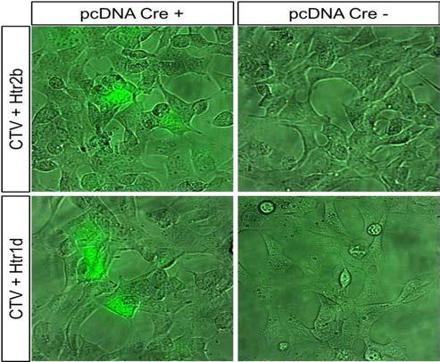 HEK293 세포에 transfection 후 GFP 형광 발현을 확인함.