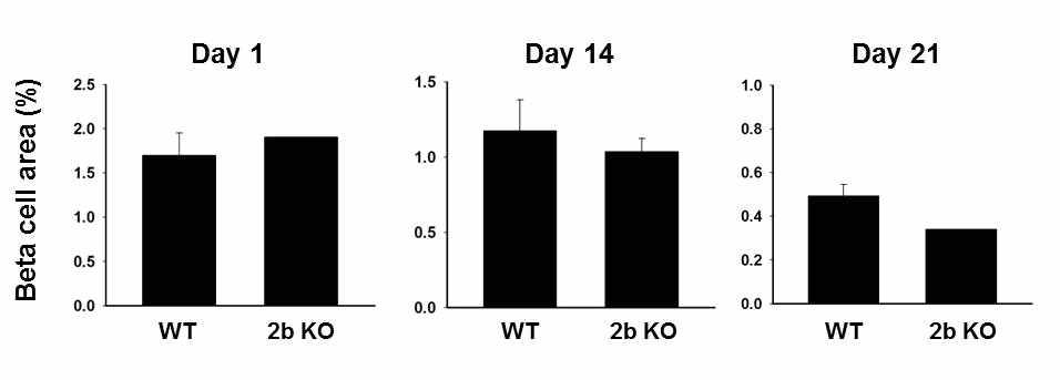 WT과 Htr2b KO 마우스의 신생아기 P1, P14, P21에서 베타세포 면적.