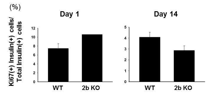 WT과 Htr2b KO 마우스의 출생 후 신생아기 P1, P14에서 증식하는 베타세포의 비율.